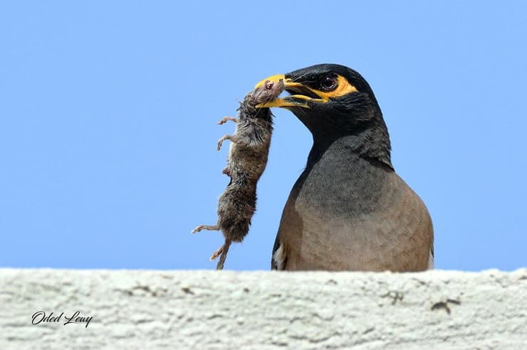 מיינה מצויה עם חדף במקורה