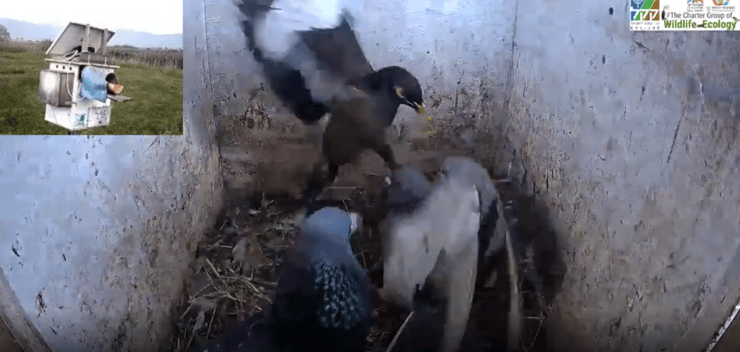 מיינה מצויה תוקפת יונה