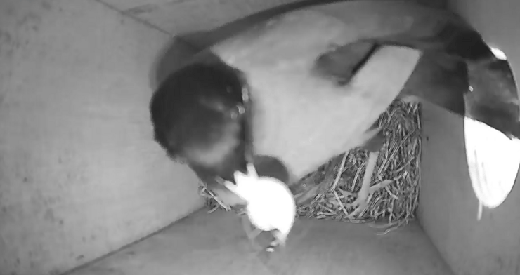 מיינה מצויה חומסת ביצים