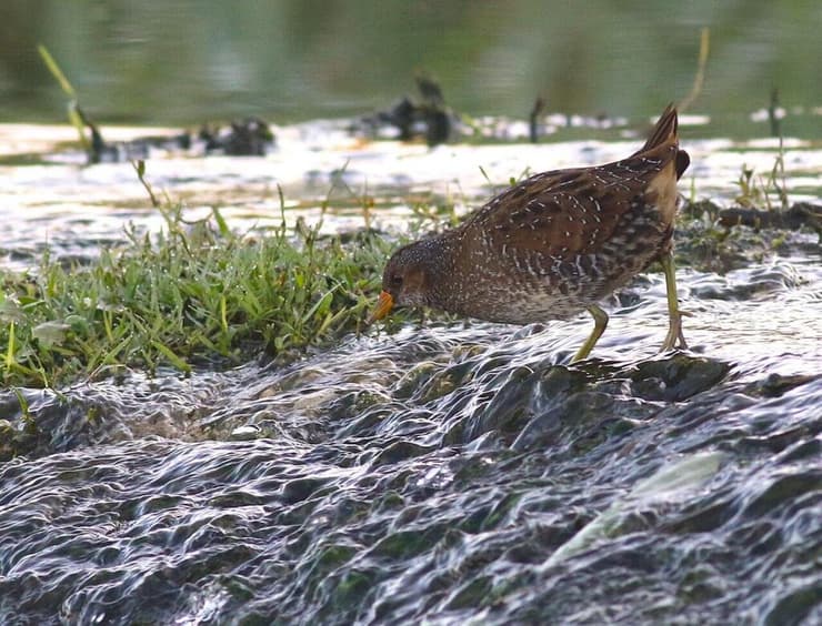 ברודית גדולה