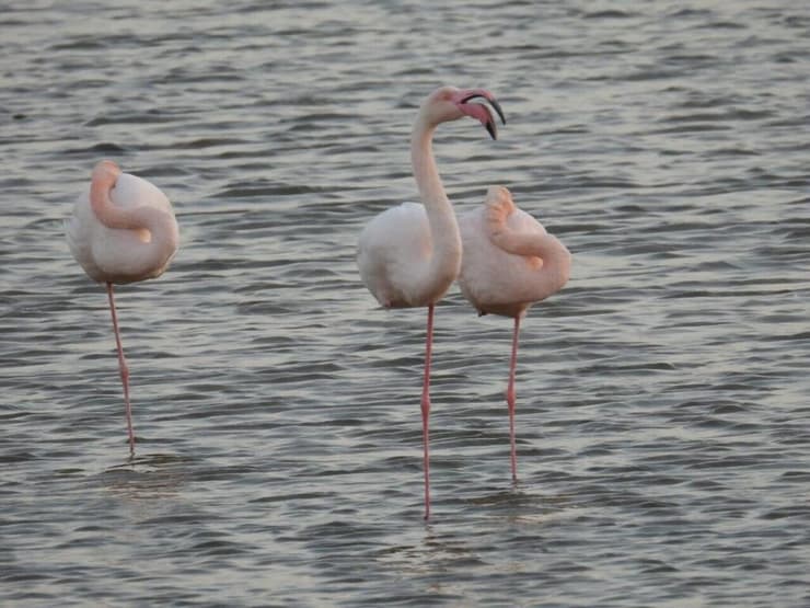 פלמינגו בבריכות המלח באילת