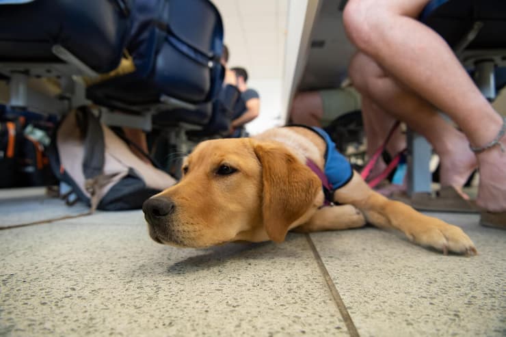 אחד מגורי נחייה "משתתף"בשיעור באוניברסיטת בן-גוריון