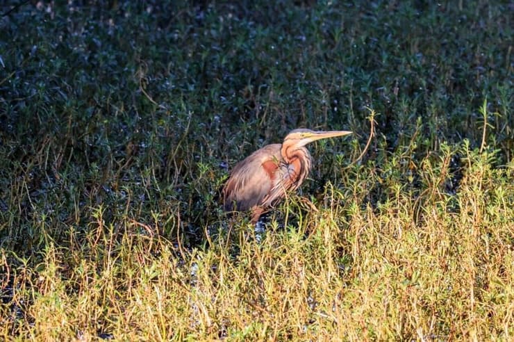 אנפה ארגמנית