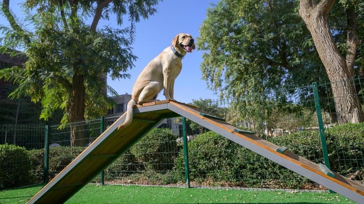 אחד מכלבי הנחייה בגינה שנחנכה באוניברסיטת בן-גוריון