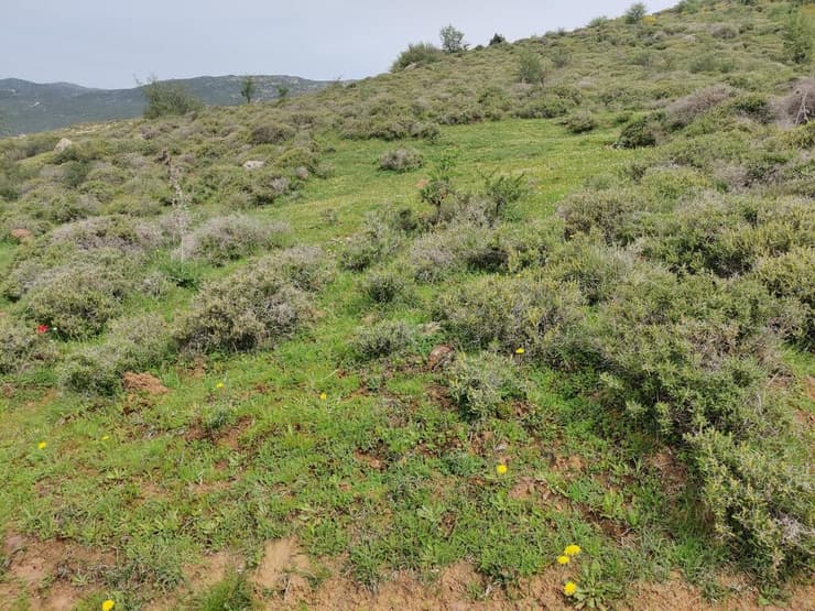 הנוף בו גדל קולמוסן מרושת בהר קטע