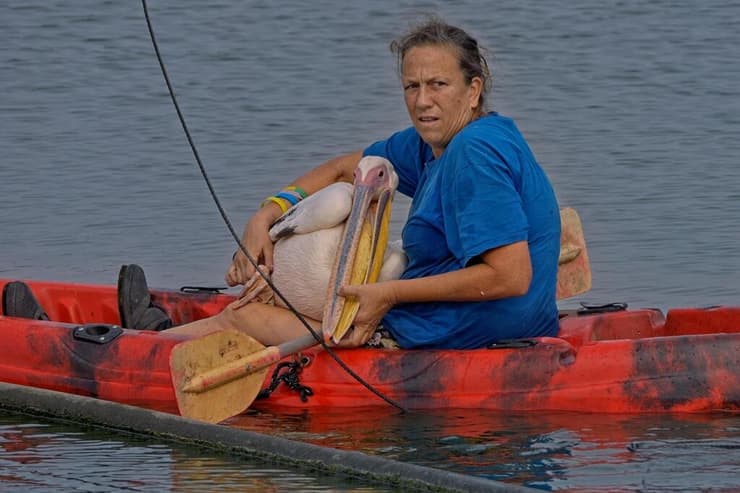 צוקית עם השקאני לאחר שחולץ