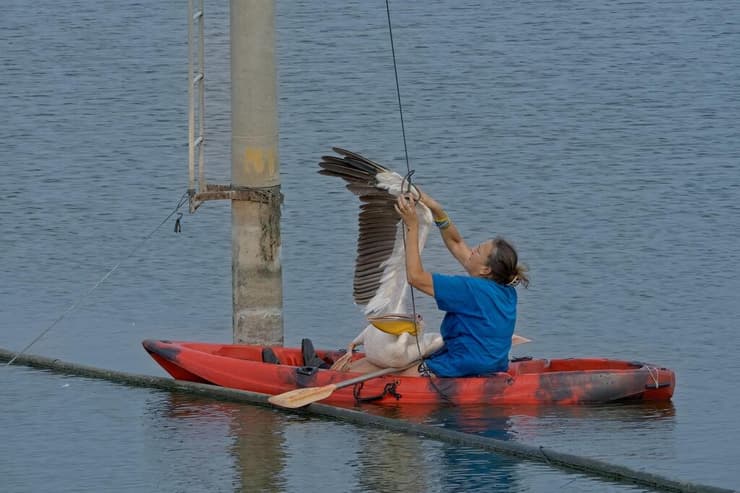 פעולות השחרור