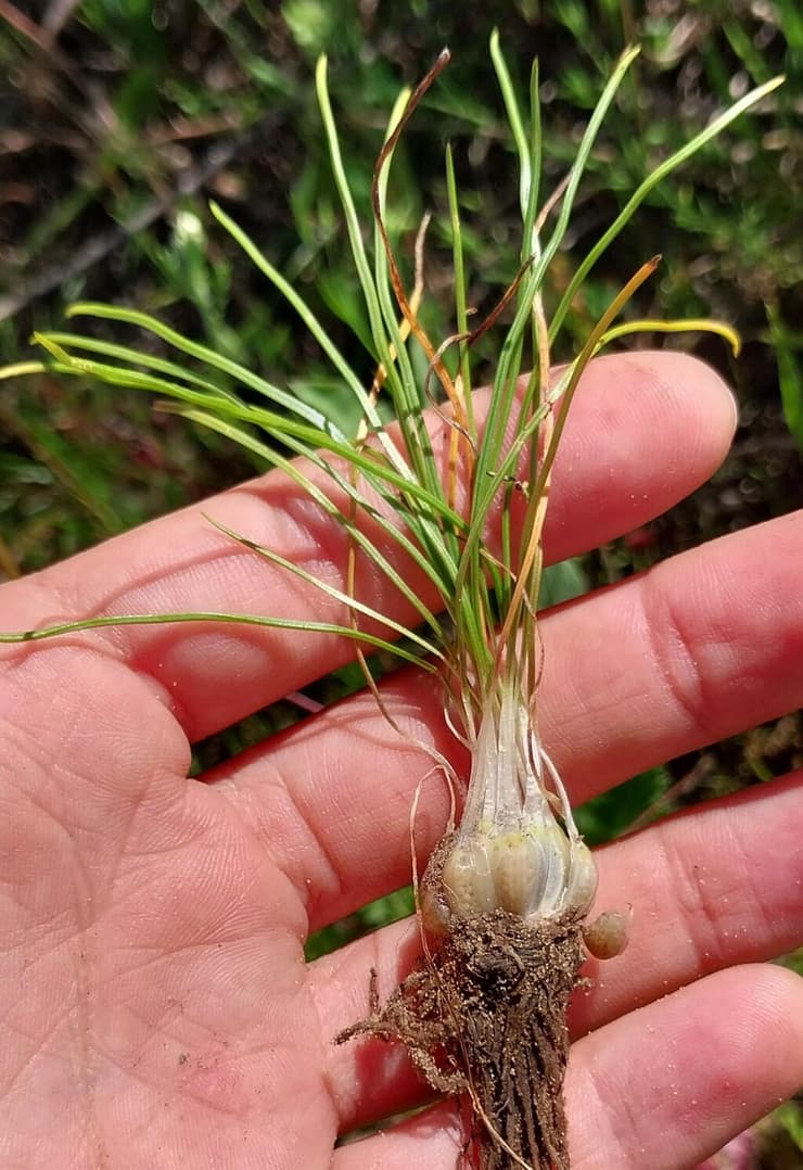קולמוסן מרושת. המנבגים מרוכזים במבנה דמוי בצל מתחת לקרקע (הצמח שנאסף לתיעוד בעשבייה הלאומית)