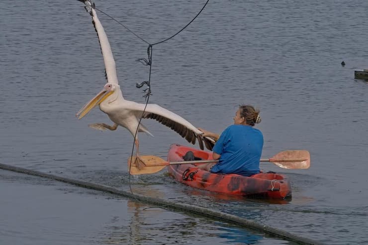 מורידים את השקנאי