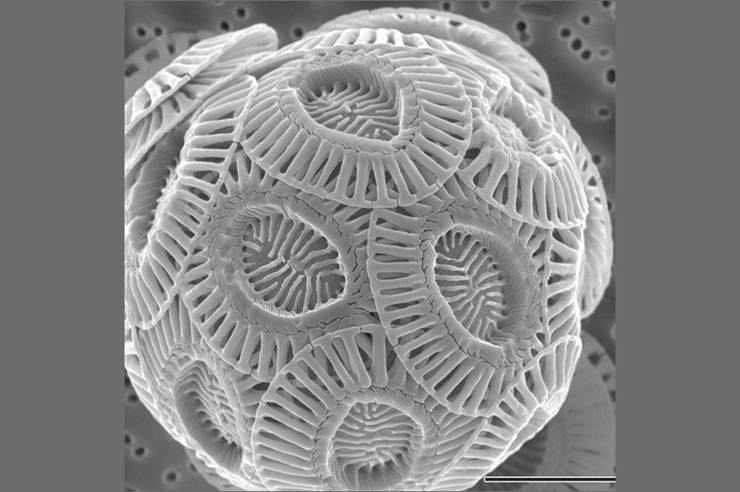 במהלך מחזור חייהן האצות משתמשות באטומי פחמן שהומס במים ובונות בעזרתם את השלד שלהן. השלד הפחמני של האצה Emiliania huxleyi