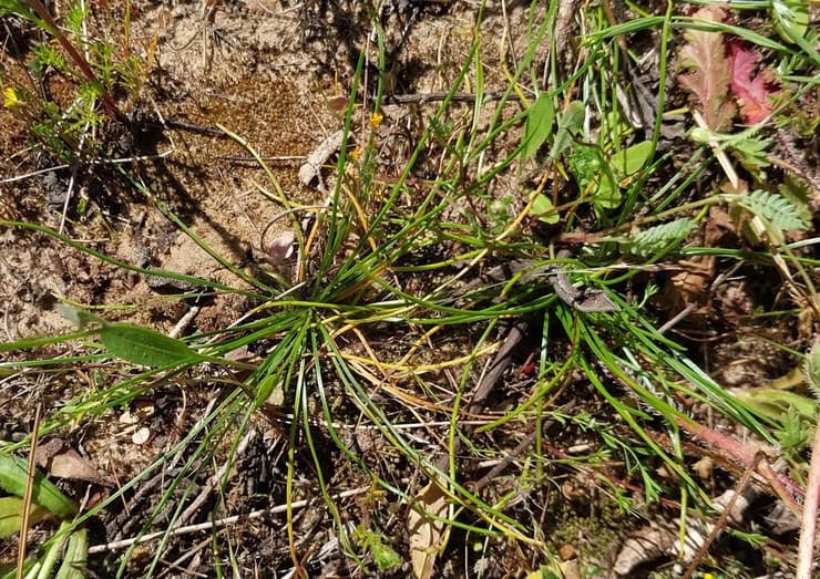 קולמוסן מרושת. רק העלים בולטים מעל פני הקרקע