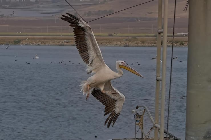 השקננאי נלכד בחבל