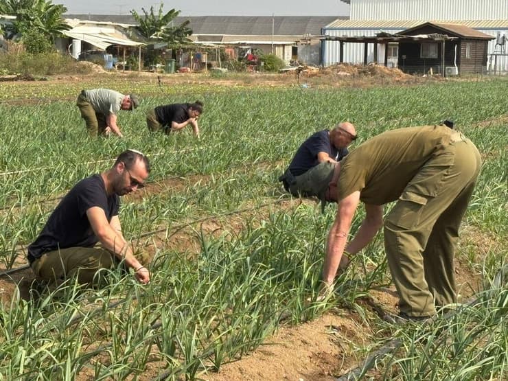 "תחושה של משמעות עמוקה". לוחמי אוגדה 98 מעבדים את שדות העוטף (צילום: באדיבות "חיבורים בחקלאות") "תחושה של משמעות עמוקה". לוחמי אוגדה 98 מעבדים את שדות העוטף