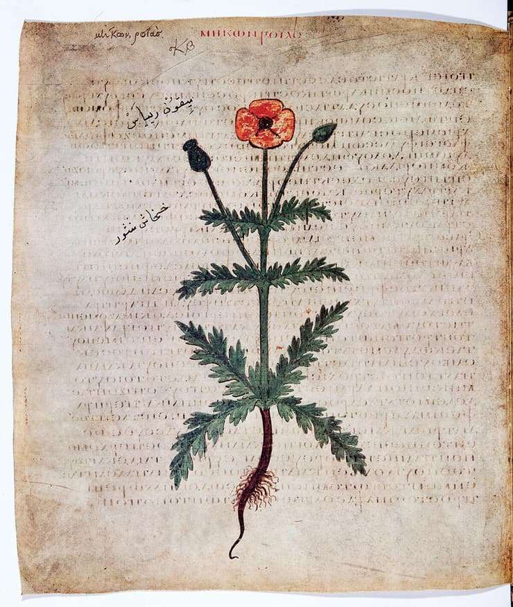 עמוד מתוך הספר "על עניינים רפואיים" מאת פדניוס דיוסקורידס, בו מופיע צמח הפרג