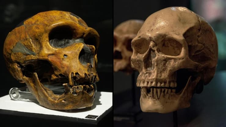 גולגולת של הומו סאפיינס (מימין) מול גולגולת של האדם הניאנדרטלי (צילום: Kuki Ladron de Guevara/Shutterstock, bepsy/Shutterstock) גולגולת של הומו סאפיינס (מימין) מול גולגולת של האדם הניאנדרטלי