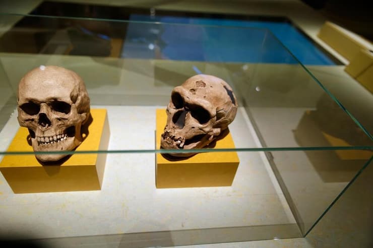 השוואה בין גולגולת של האדם הניאנדרטלי (מימין) לגולגולת של הומו סאפיינס, מתוך האוסף של מוזיאון פרס נובל בסטוקהולם (צילום: Francisco Javier Diaz/Shutterstock) השוואה בין גולגולת של האדם הניאנדרטלי (מימין) לגולגולת של הומו סאפיינס, מתוך האוסף של מוזיאון פרס נובל בסטוקהולם