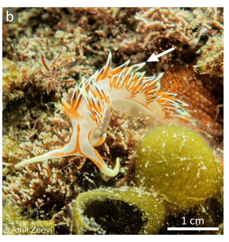 החשופית Caloria militaris (צילום: עמית זאבי) החשופית Caloria militaris