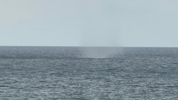 צילום: שלומית שביט, רשות הטבע והגנים נד מים, שתועד בחוף פלמחים