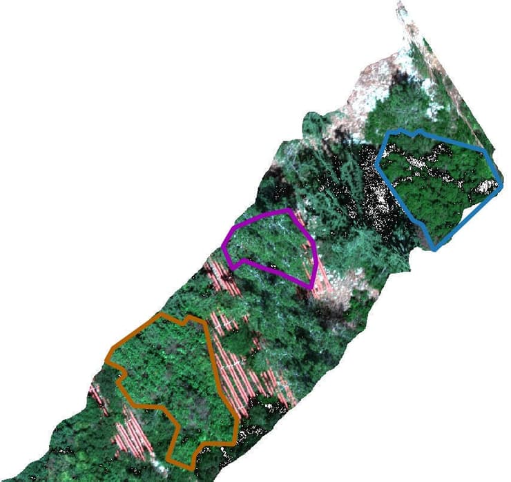 סריקת יערות