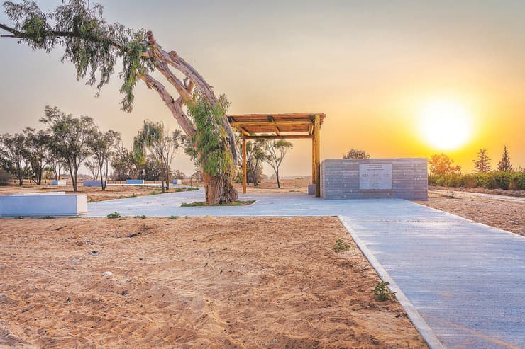 האיקליפטוס בכניסה למתחם ההנצחה