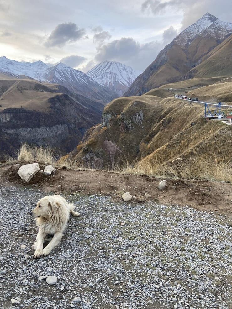 כלב מול הרי קווקז