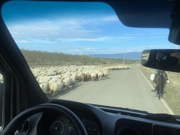 פקק של כבשים בדרך
