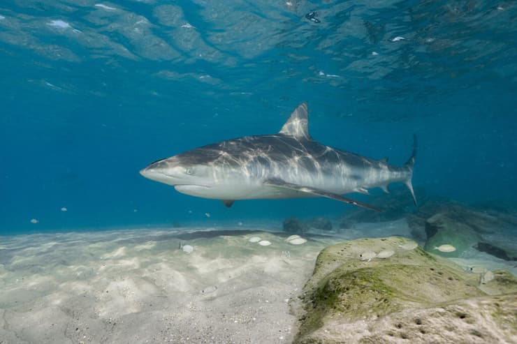 נקבת כריש עפרורי