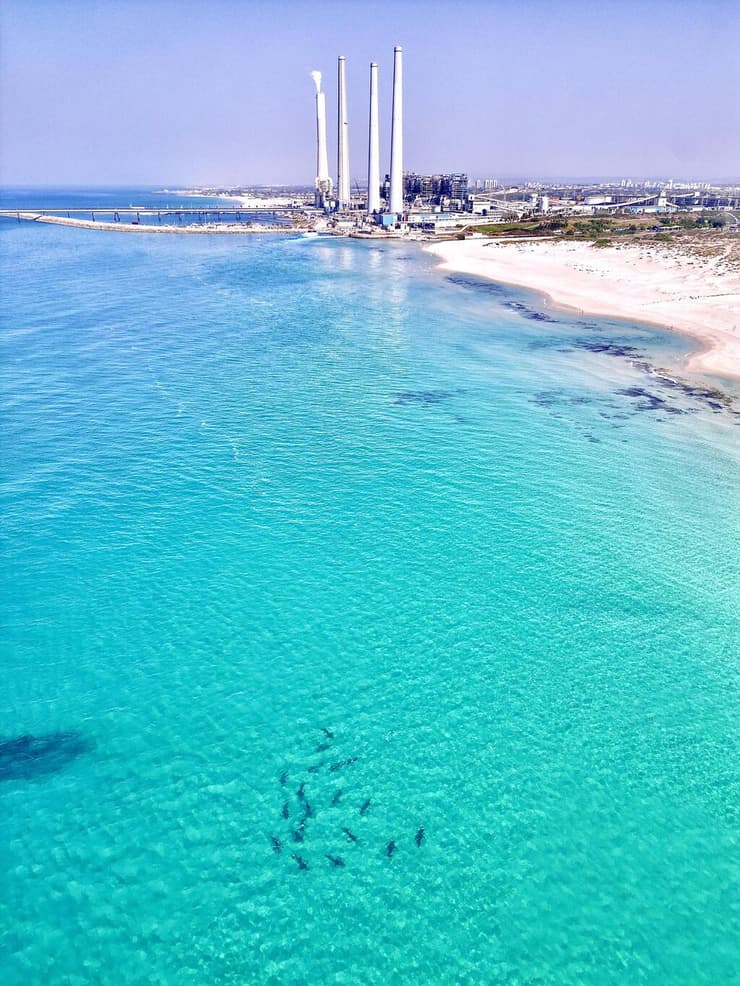 התקבצות כרישים בקרבת תחנת הכוח בחדרה