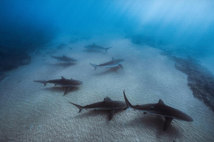 נקבות כריש עפרורי