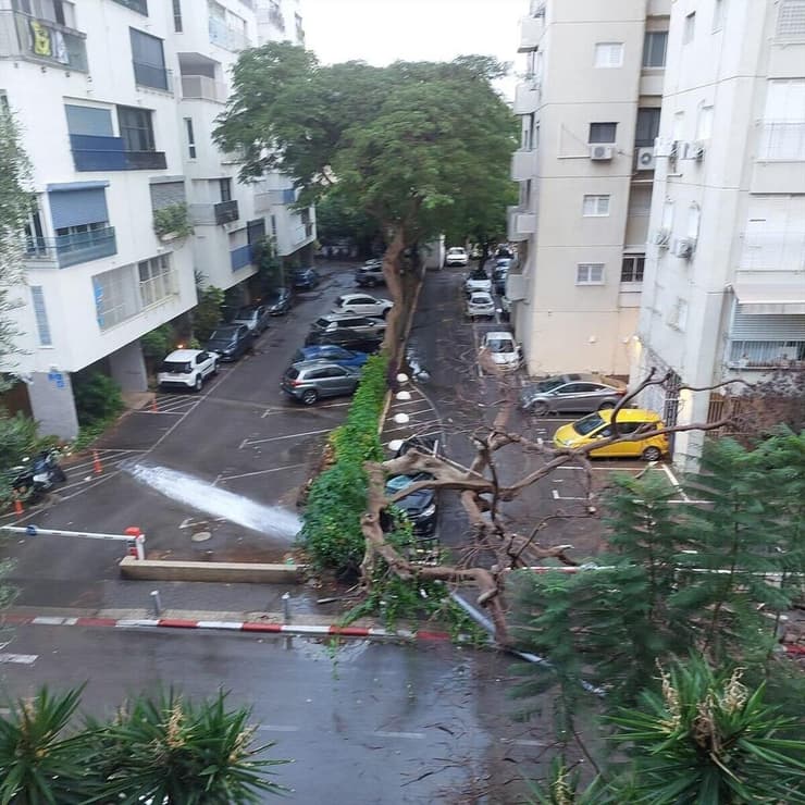 עץ קרס על רכב בצפון תל אביב, ברחוב רחל