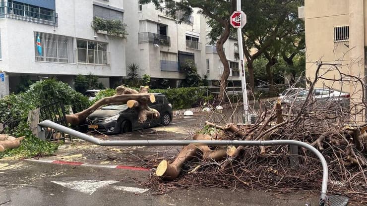עץ קרס על רכב בצפון תל אביב, ברחוב רחל 
