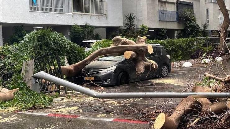 הרכב שנפגע מעץ בתל אביב, הבוקר עץ קרס על רכב בצפון תל אביב, ברחוב רחל
