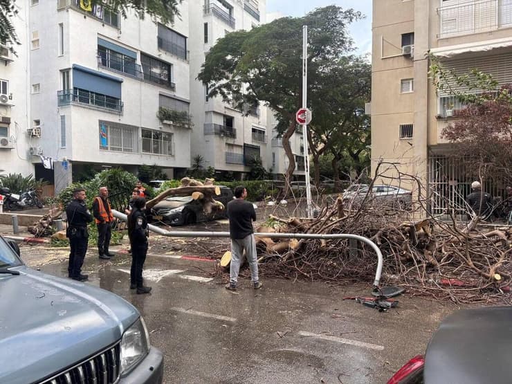 עץ קרס על רכב בצפון תל אביב, ברחוב רחל