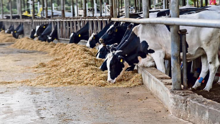 רפת בבית הלל (צילום: אביהו שפירא) yk14581202