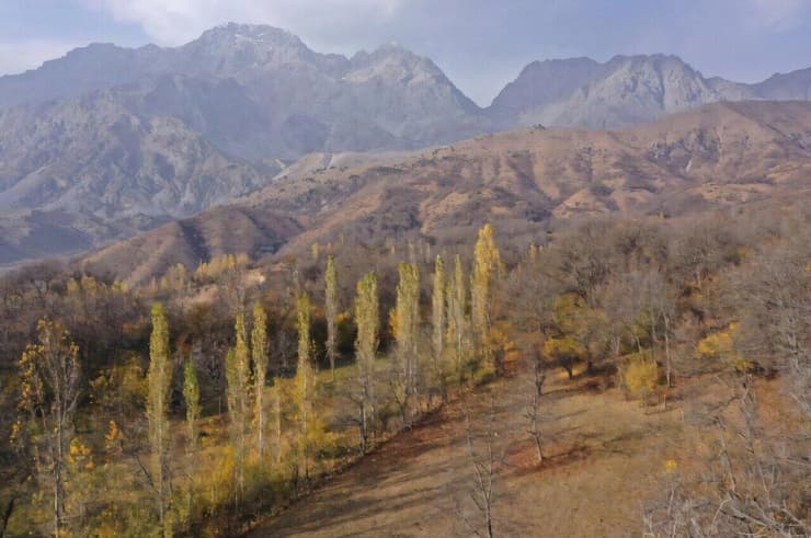 יערות אגוזי המלך בקירגיסטן, שנפגעו בגלל רעיית יתר של בעלי חיים, כריתת עצים בלתי חוקית ועליית הטמפרטורות