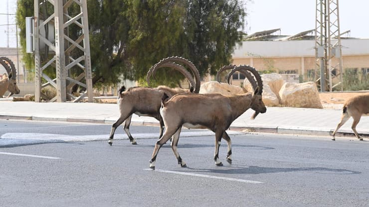 מצפה רמון (צילום: הרצל יוסף) מצפה רמון