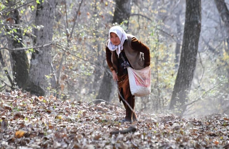 אישה קירגיזית אוספת אגוזי מלך
