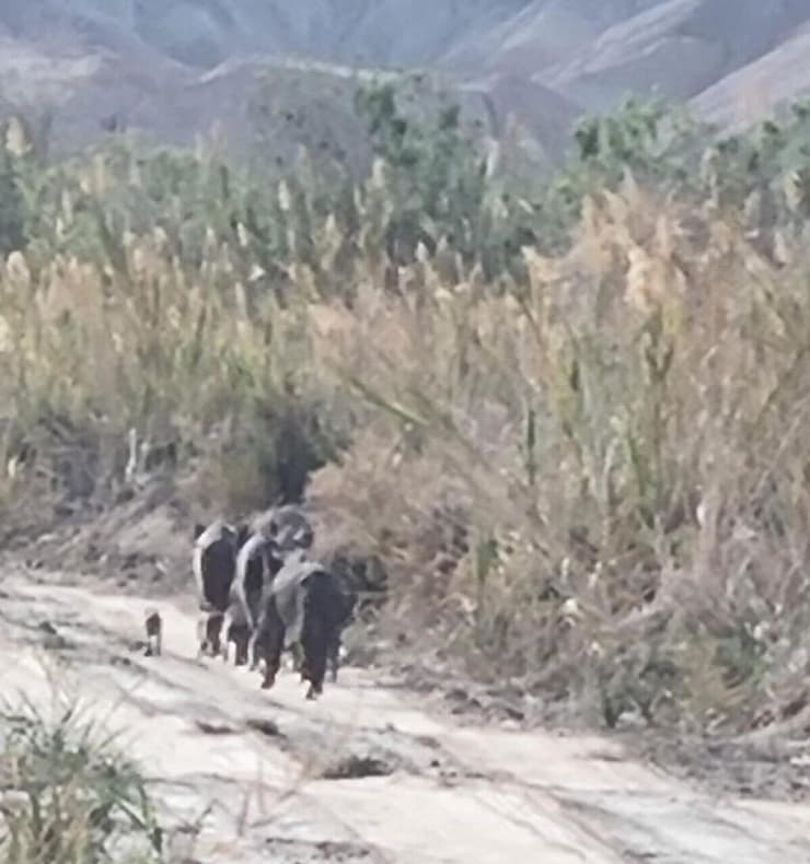 חזירי בר בשדות