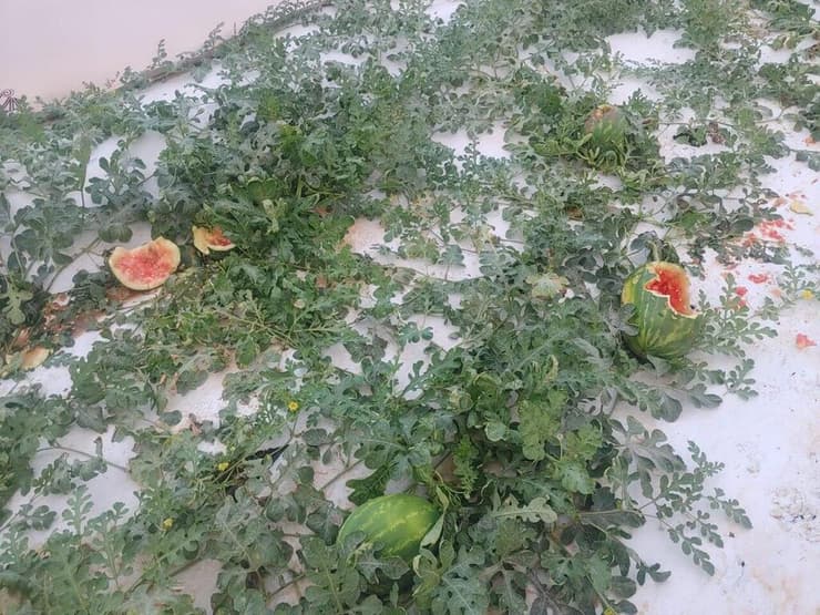 הנזק זגרמו חזירי בר