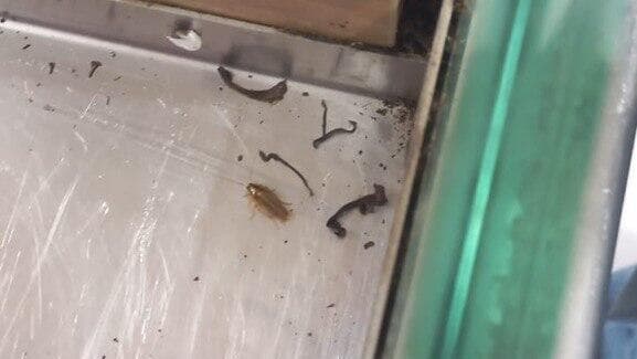  מקקים בסניף בחיפה