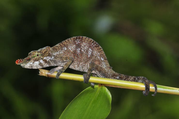 נקבת המין Calumma pinocchio, לה יש אף קצר יותר משל הזכרים ובעיקר בצבע אדום (צילום: Frank Glaw (ZSM/SNSB)) נקבת המין Calumma pinocchio, לה יש אף קצר יותר משל הזכרים ובעיקר בצבע אדום