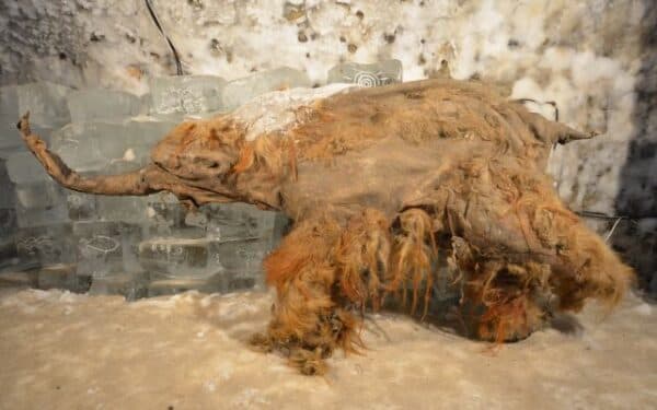 יוקה הממותה