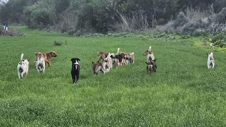 כלבים משוטטים בנתיב העשרה (צילום: הילה פנלון) כלבים משוטטים בנתיב העשרה