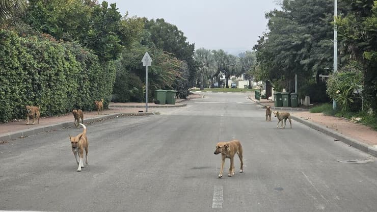 כלבים משוטטים בנתיב העשרה (צילום: הילה פנלון) כלבים משוטטים בנתיב העשרה