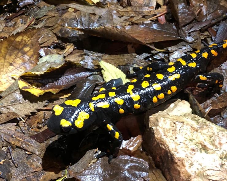 סלמנדרה בכרמל (צילום: עומרי סלנר, החברה להגנת הטבע) סלמנדרה בכרמל