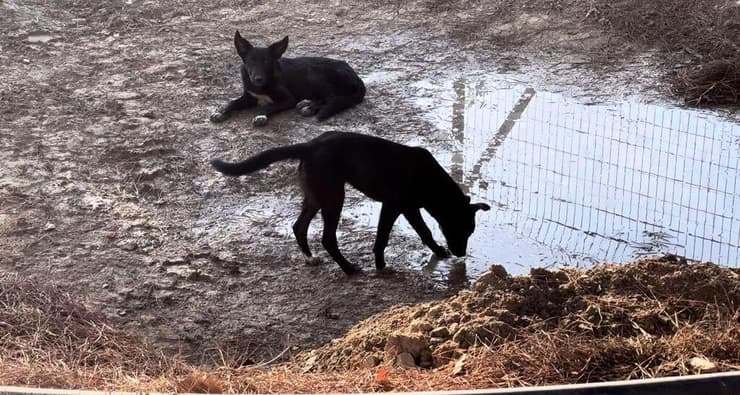כלבים משוטטים בעוטף עזה (צילום: יגאל זורע) כלבים משוטטים בעוטף עזה