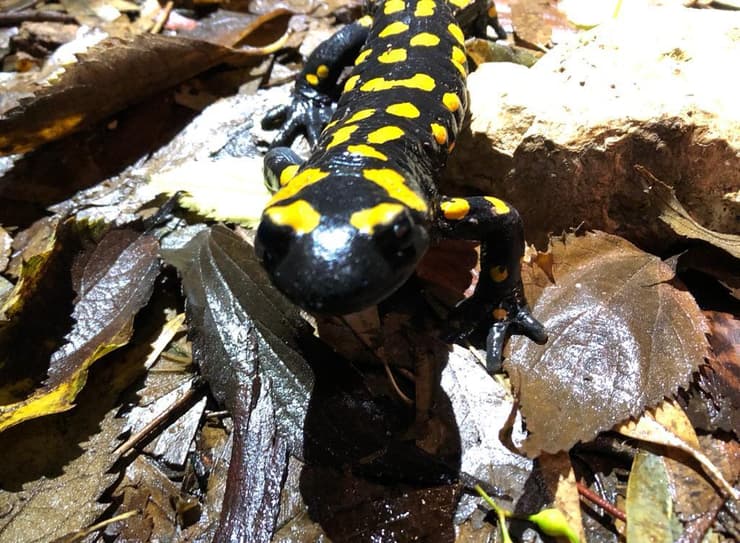 סלמנדרה בכרמל (צילום: עומרי סלנר, החברה להגנת הטבע) סלמנדרה בכרמל