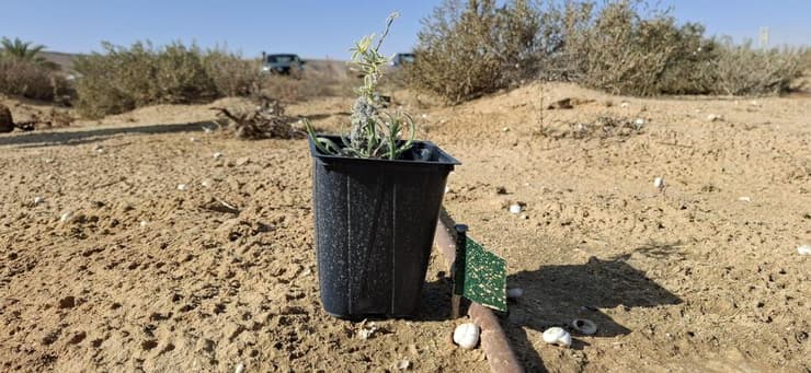 הצמח לשון-שור נגבית, טרם שתילתו בגן המקלט לצמחים בסכנת הכחדה שבממשית (צילום: מרב לבל וין, רשות הטבע והגנים) הצמח לשון-שור נגבית, טרם שתילתו בגן המקלט לצמחים בסכנת הכחדה שבממשית