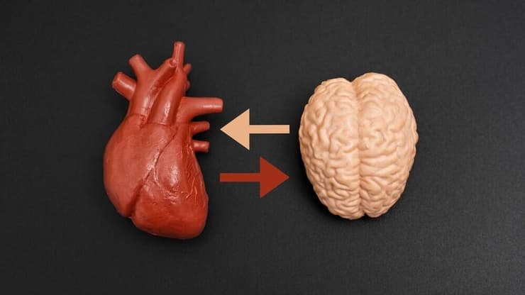 מוח, לב