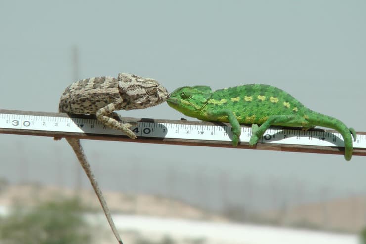 זכר חום ונקבה בנגב
